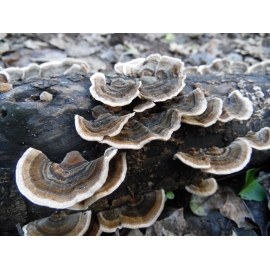 Hongos medicinales - Suplementos | Biostand