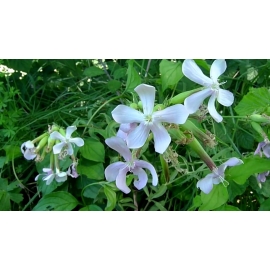 Plantas - Suplementos | Biostand